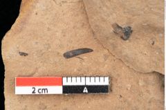 Foto (Detailsansicht) von Quercus palaeoilex Ettingshausen (NHMW-GEO-2024-0188-0827)